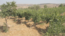 Limestone rich Cabernet Sauvignon vineyards in Bhamdoun.
